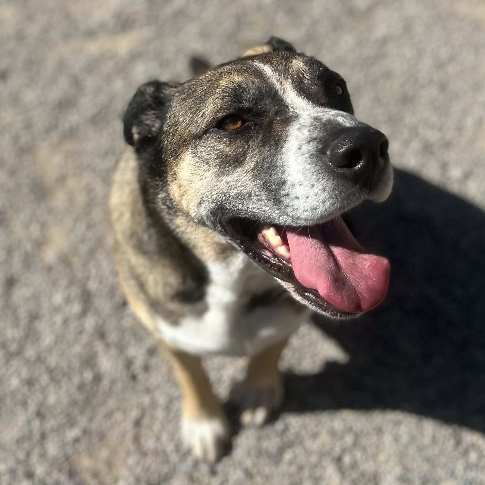 Smiling shepherd mix waiting for a turn in the play yard