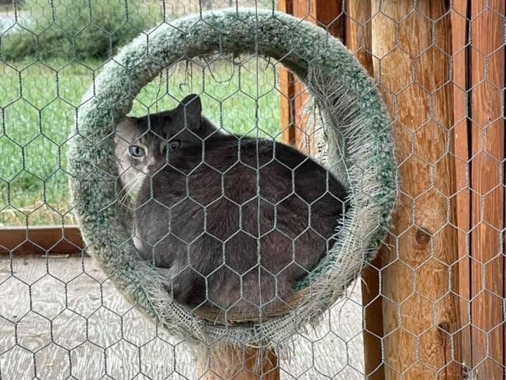 Gray cat resting inside the wrapped ring of the climbing tower