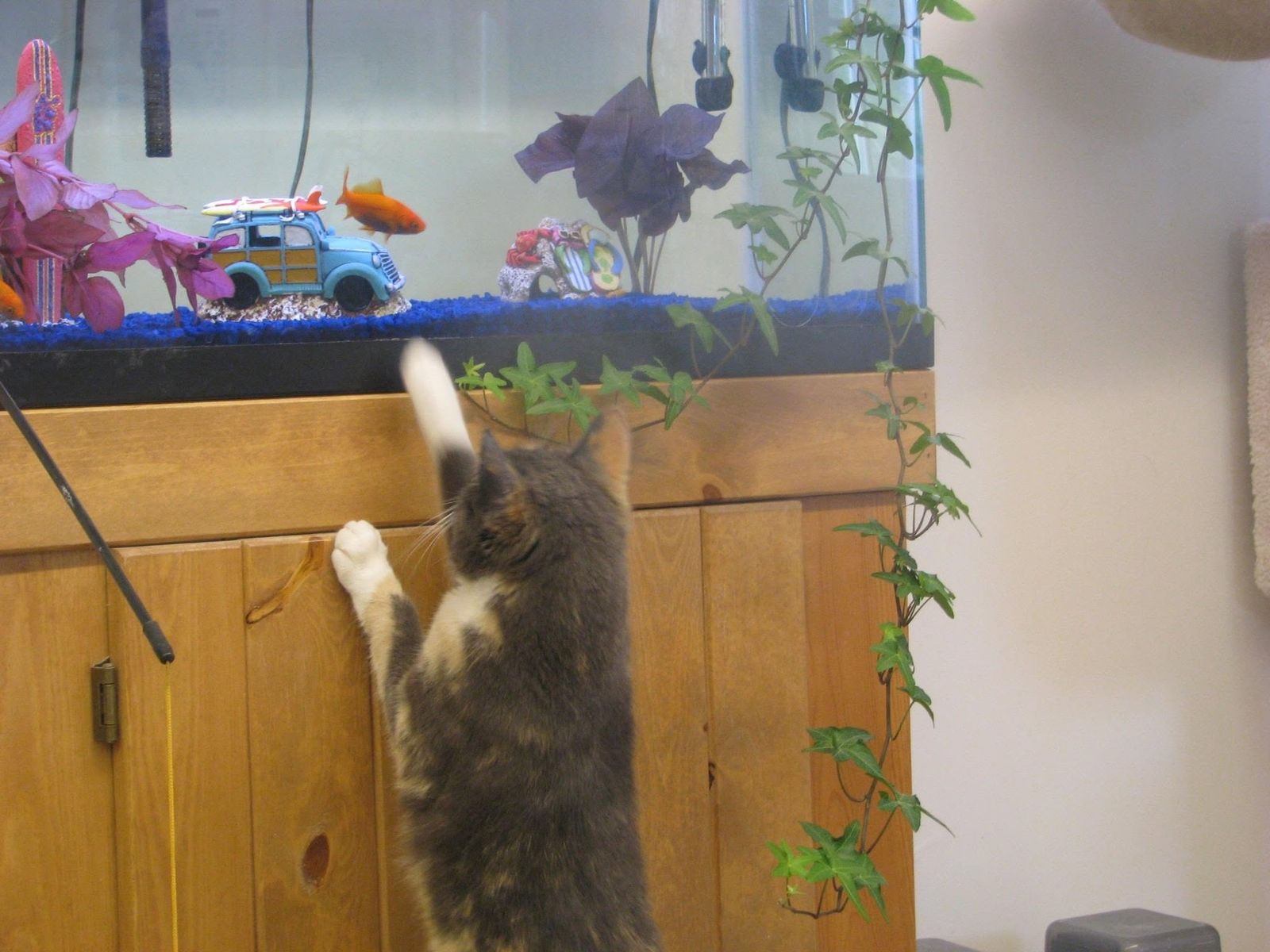 Cat reaching up toward the fish tank in the cat building