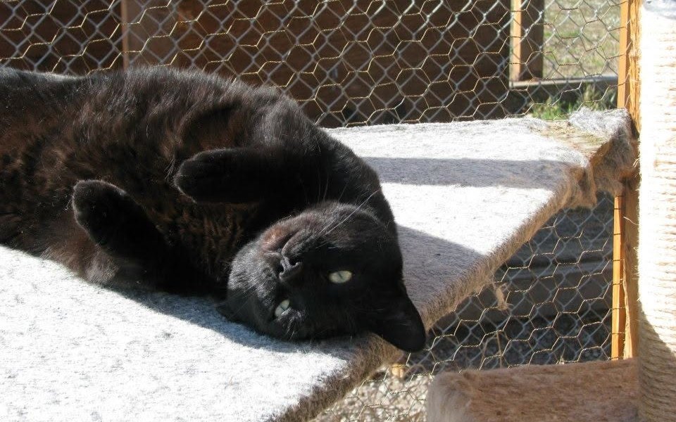 Tortoiseshell cat sunning itself inside its private outdoor cage