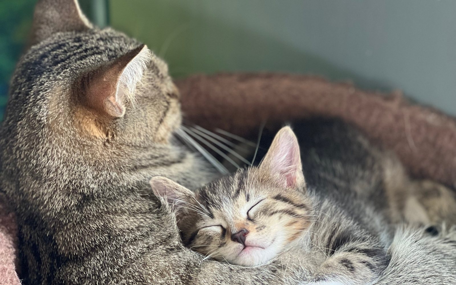 Adult cat and kitten cuddled up together in a shared bed