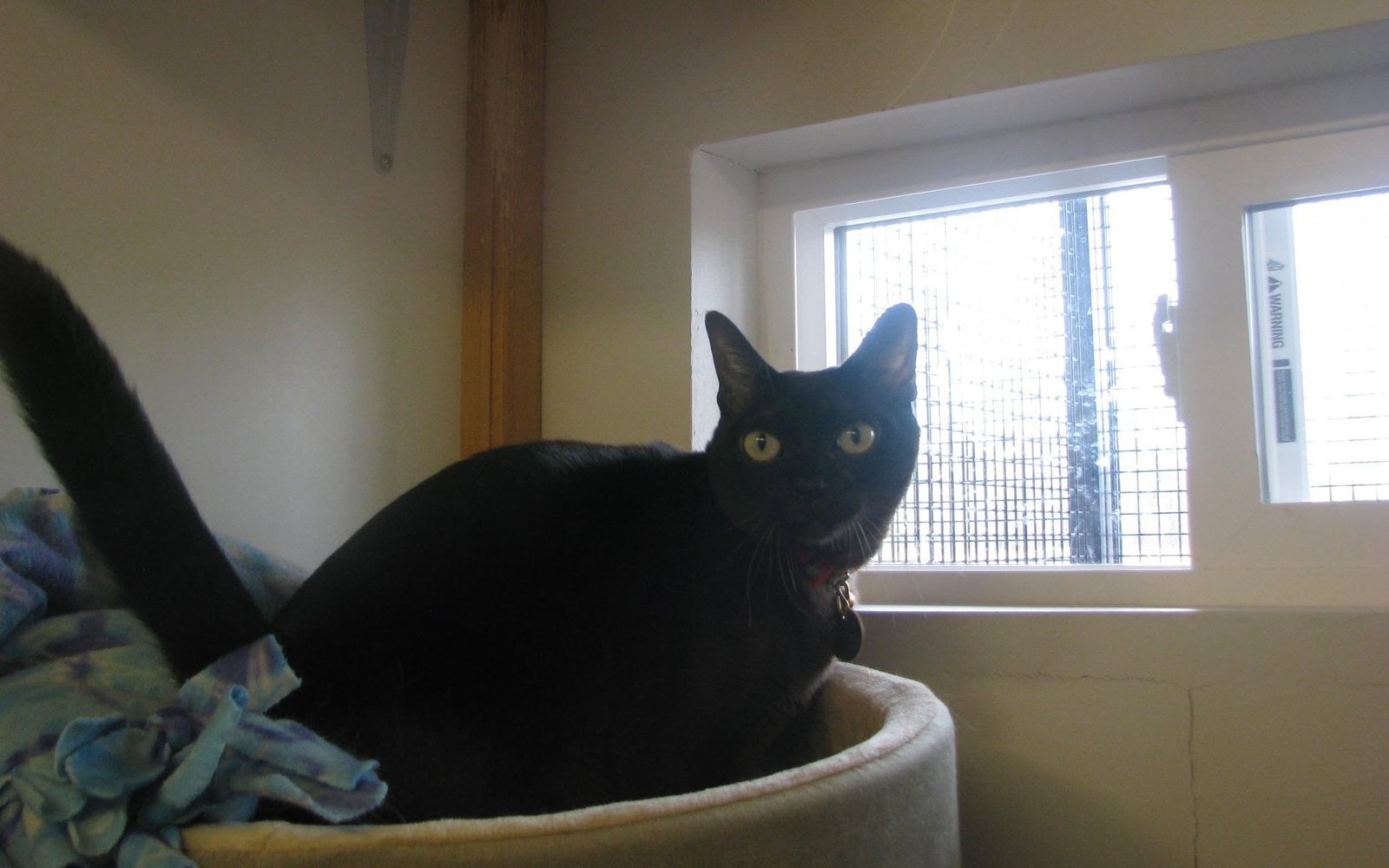 Black cat settled into a soft bed for the night