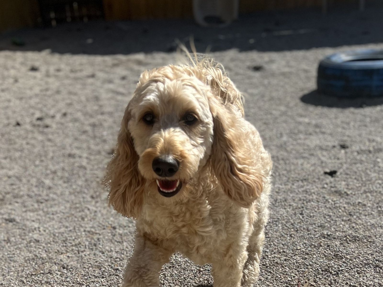 Goldendoodle trotting across the gravel of the play yard
