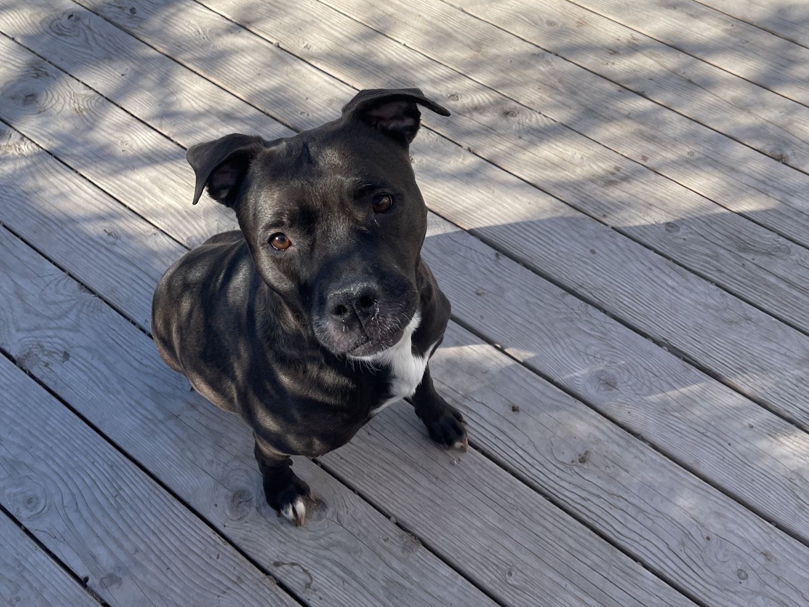 Black dog sitting on the shaded wooden deck outside the kennel