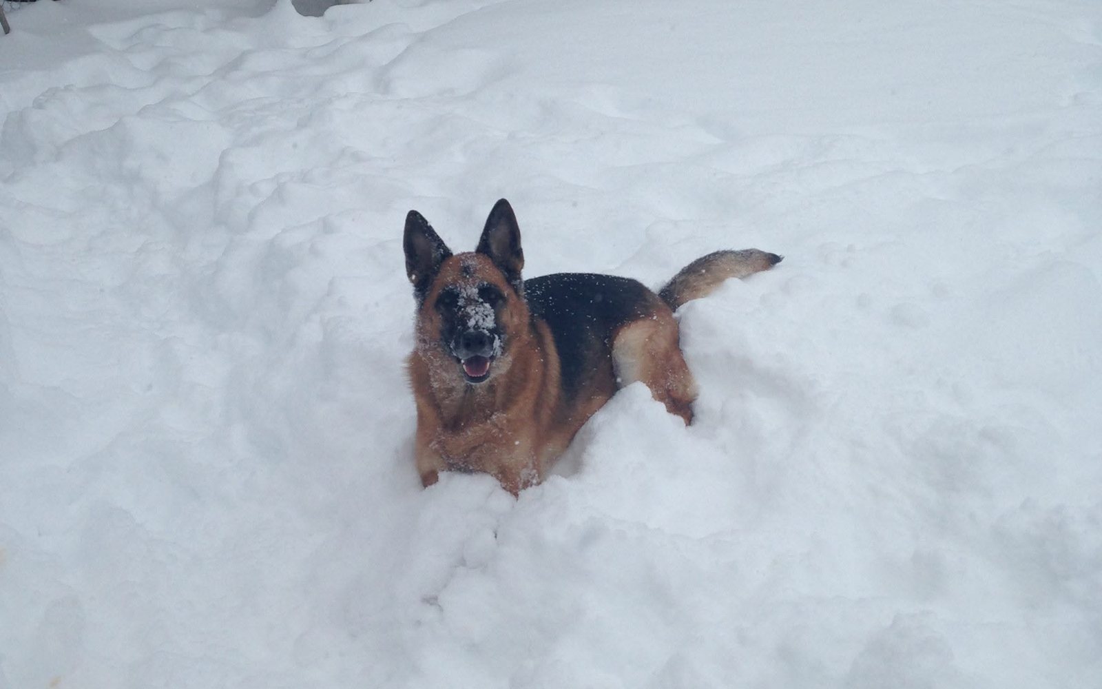 German Shepherd bounding through fresh snow in the winter play yard