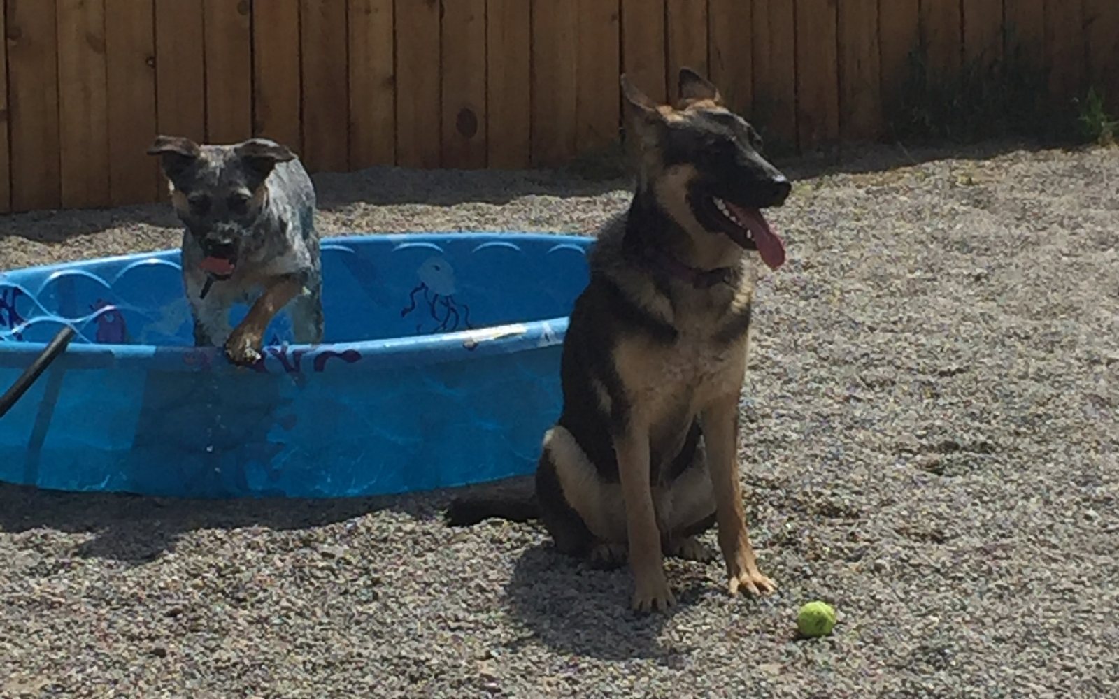 Two dogs playing beside a kiddie pool in the fenced yard