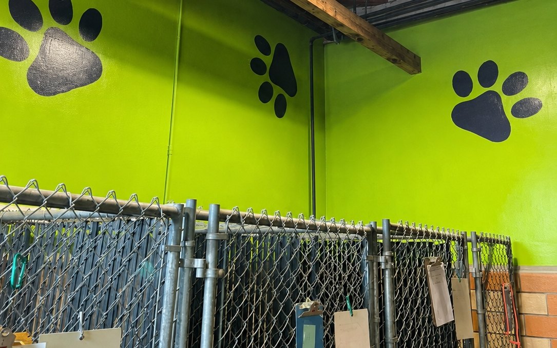 Indoor kennel room with bright green walls and painted paw prints
