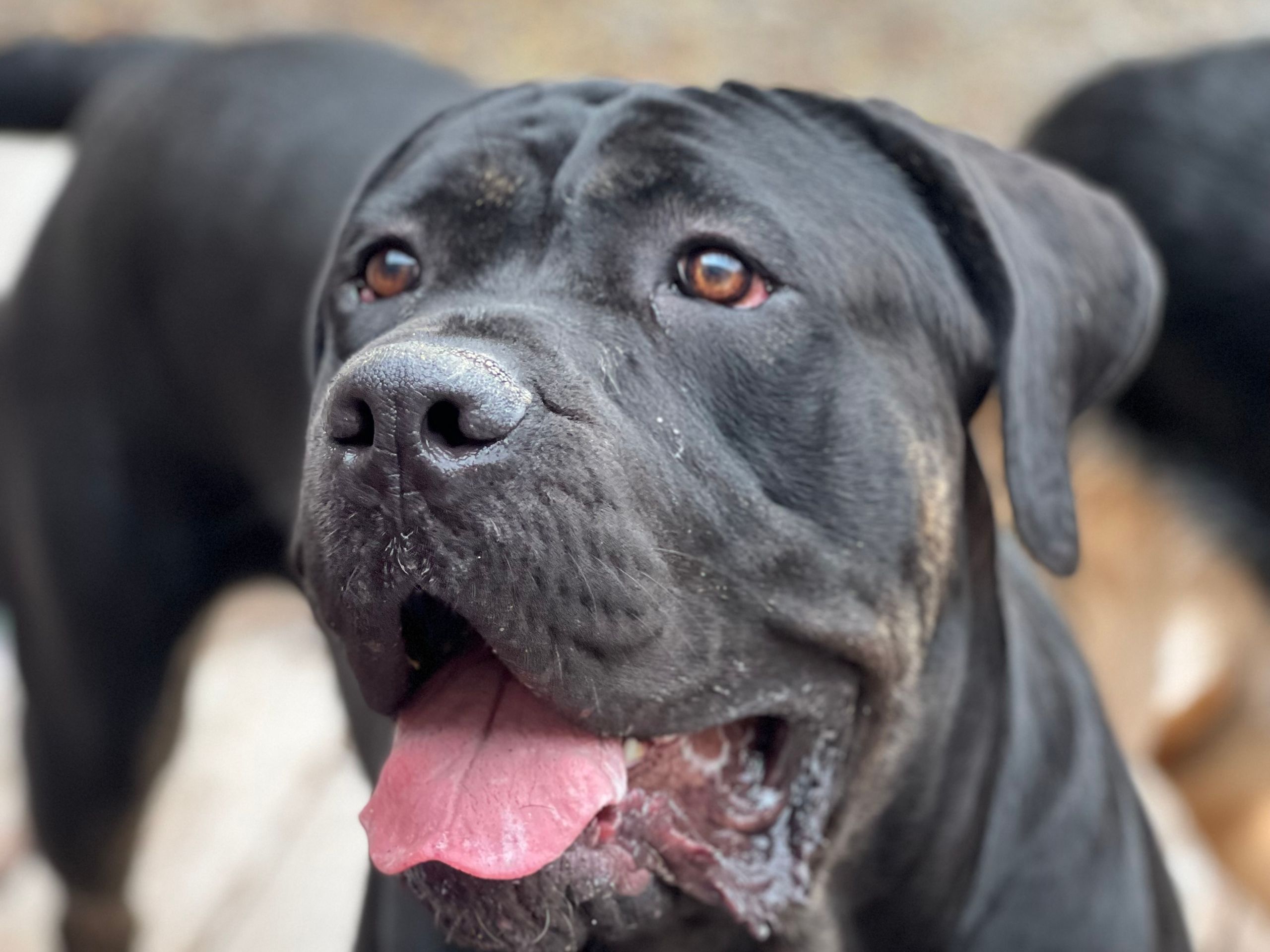 Large gray cane corso looking over its shoulder in the yard