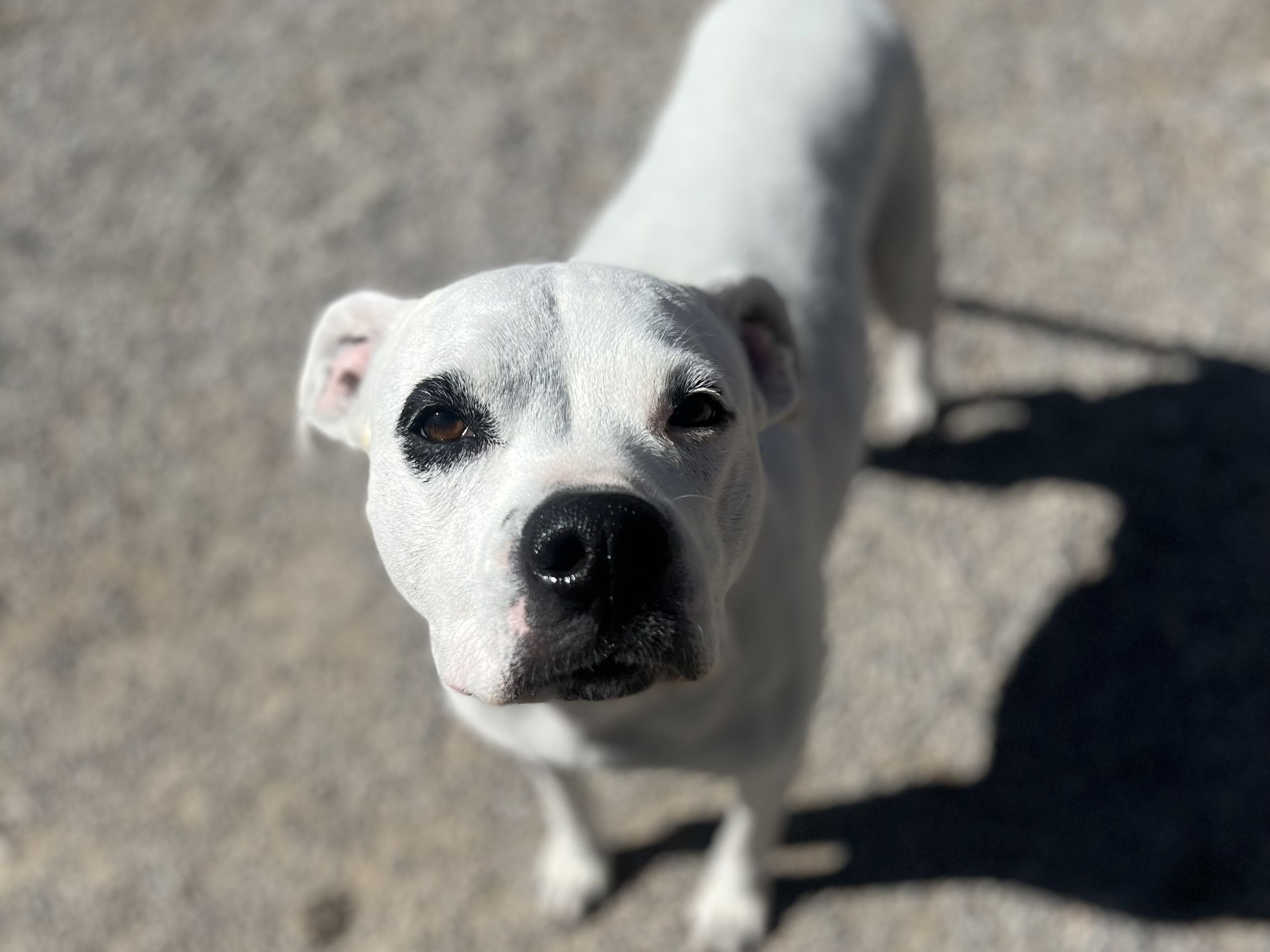 White dog standing at attention in the gravel yard