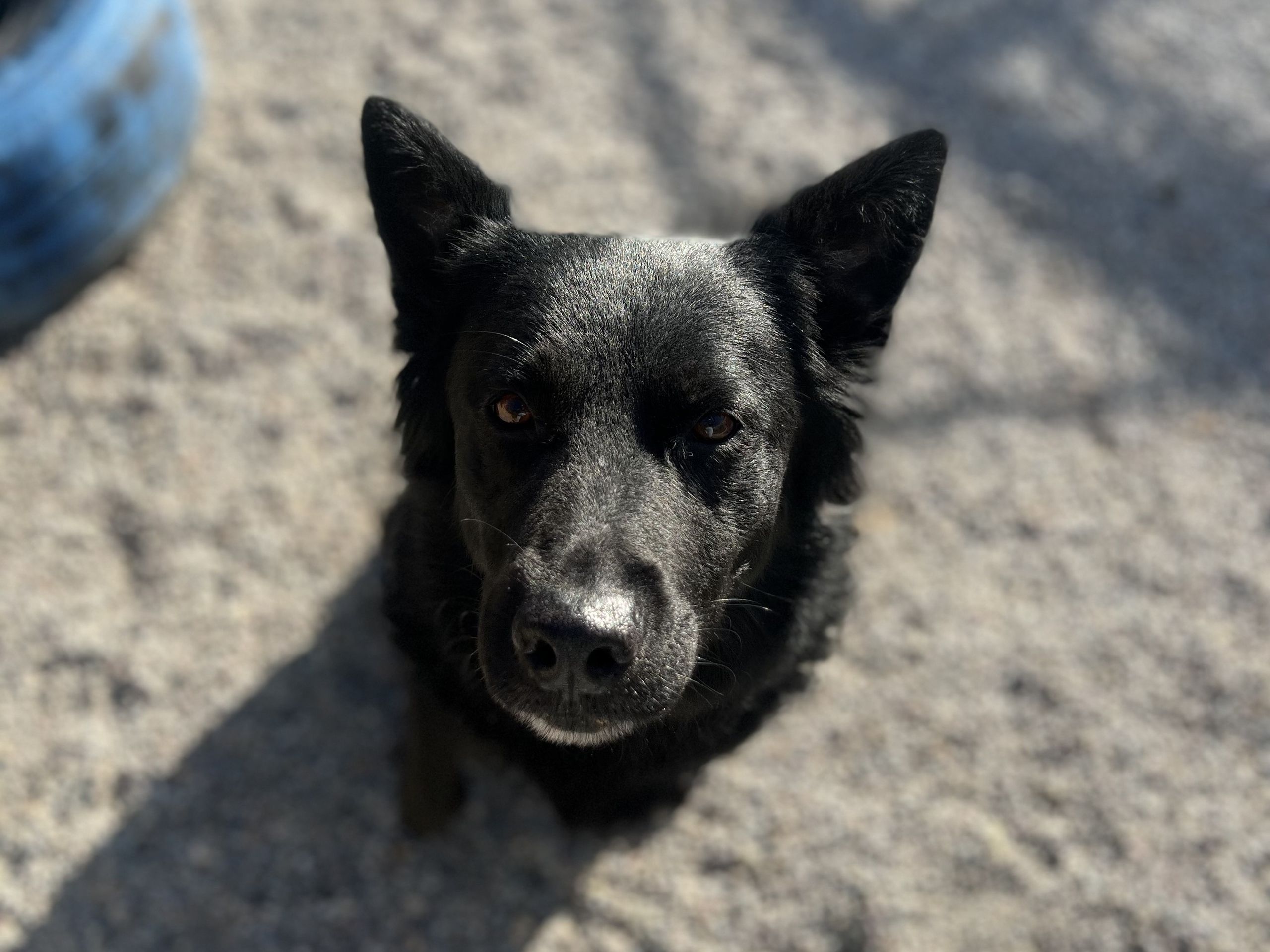 Black heeler mix looking up from the play yard