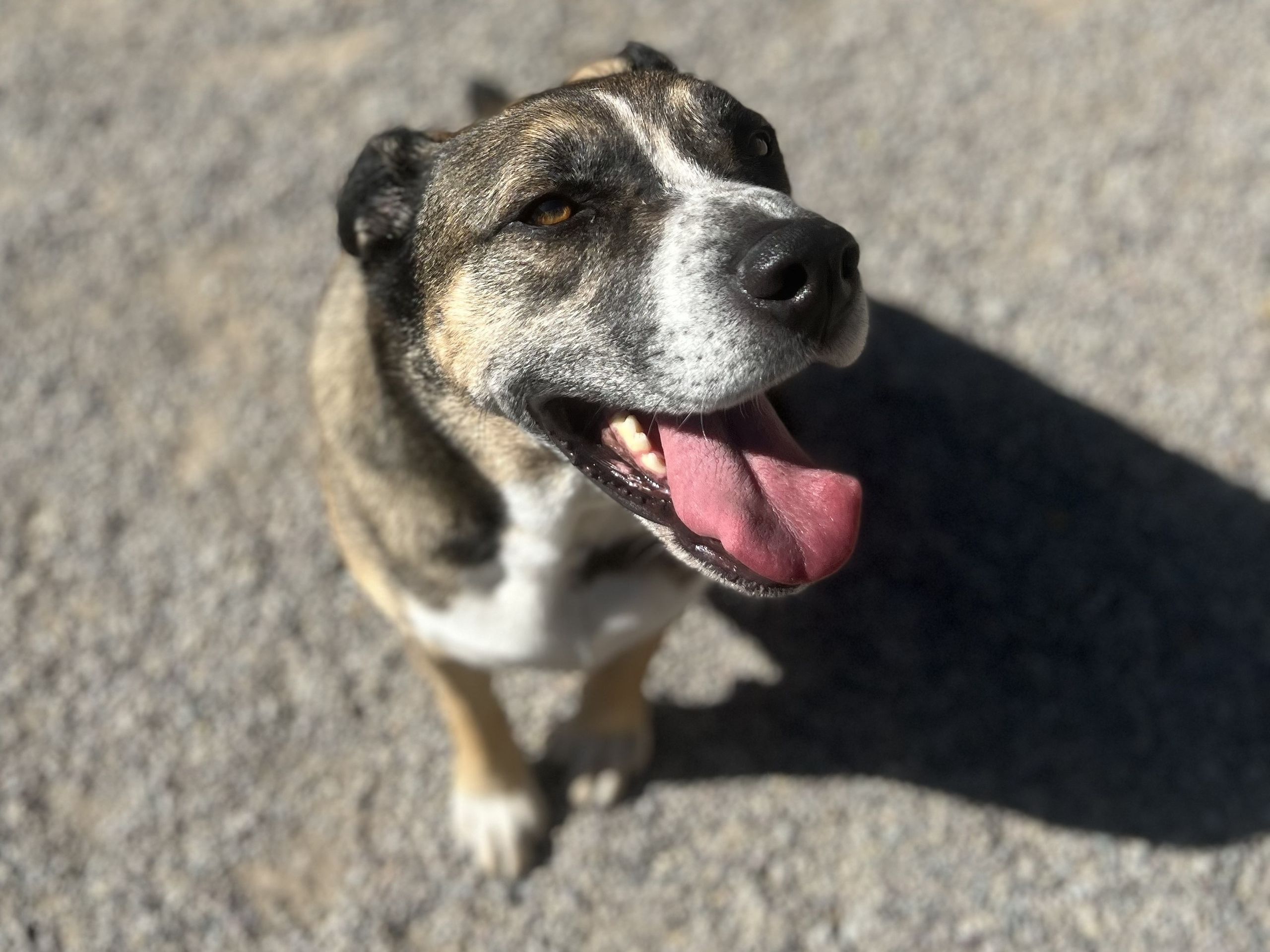 Happy shepherd mix grinning in the sunshine