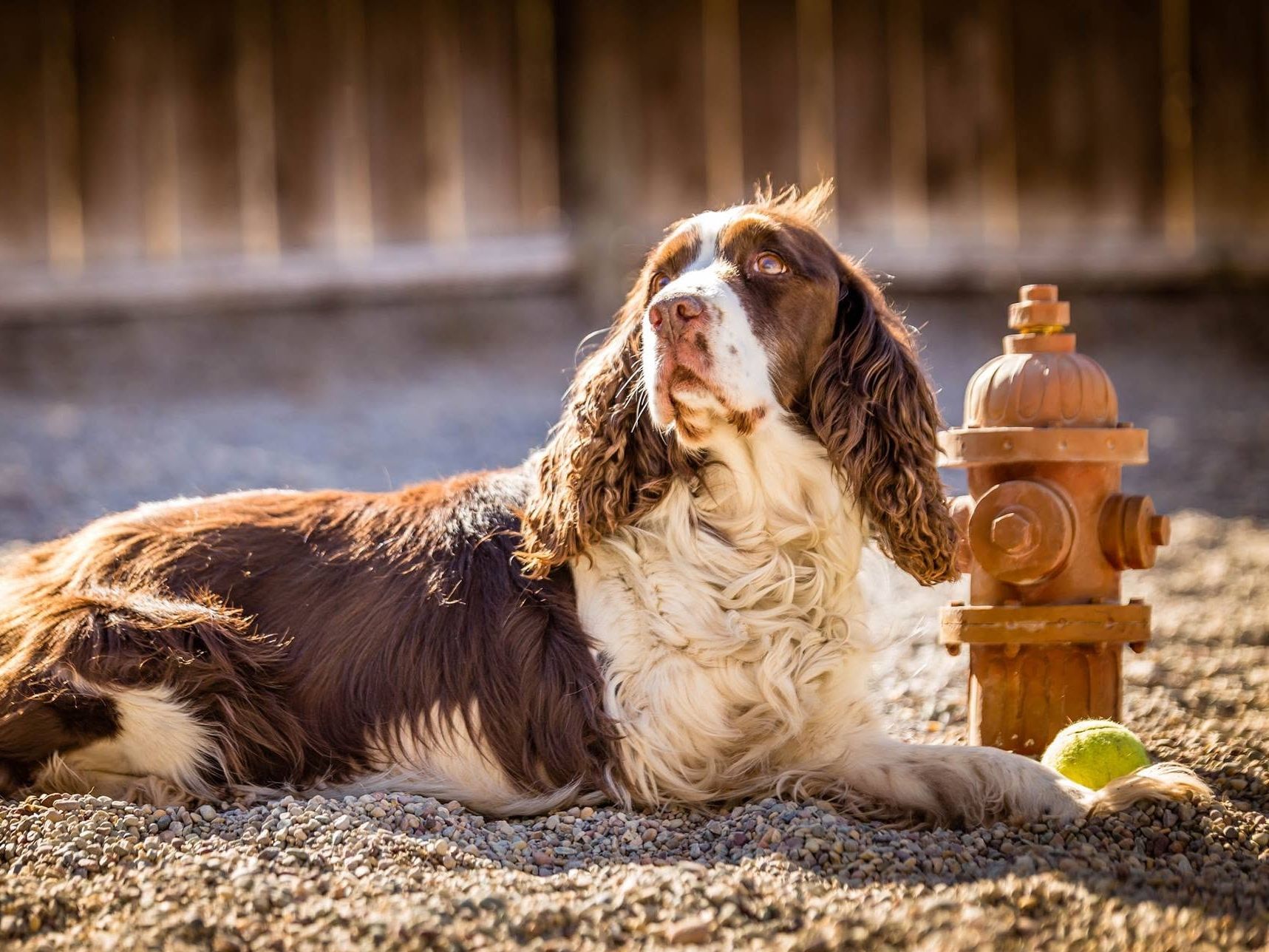 Springer spaniel lying in the shade by the fence