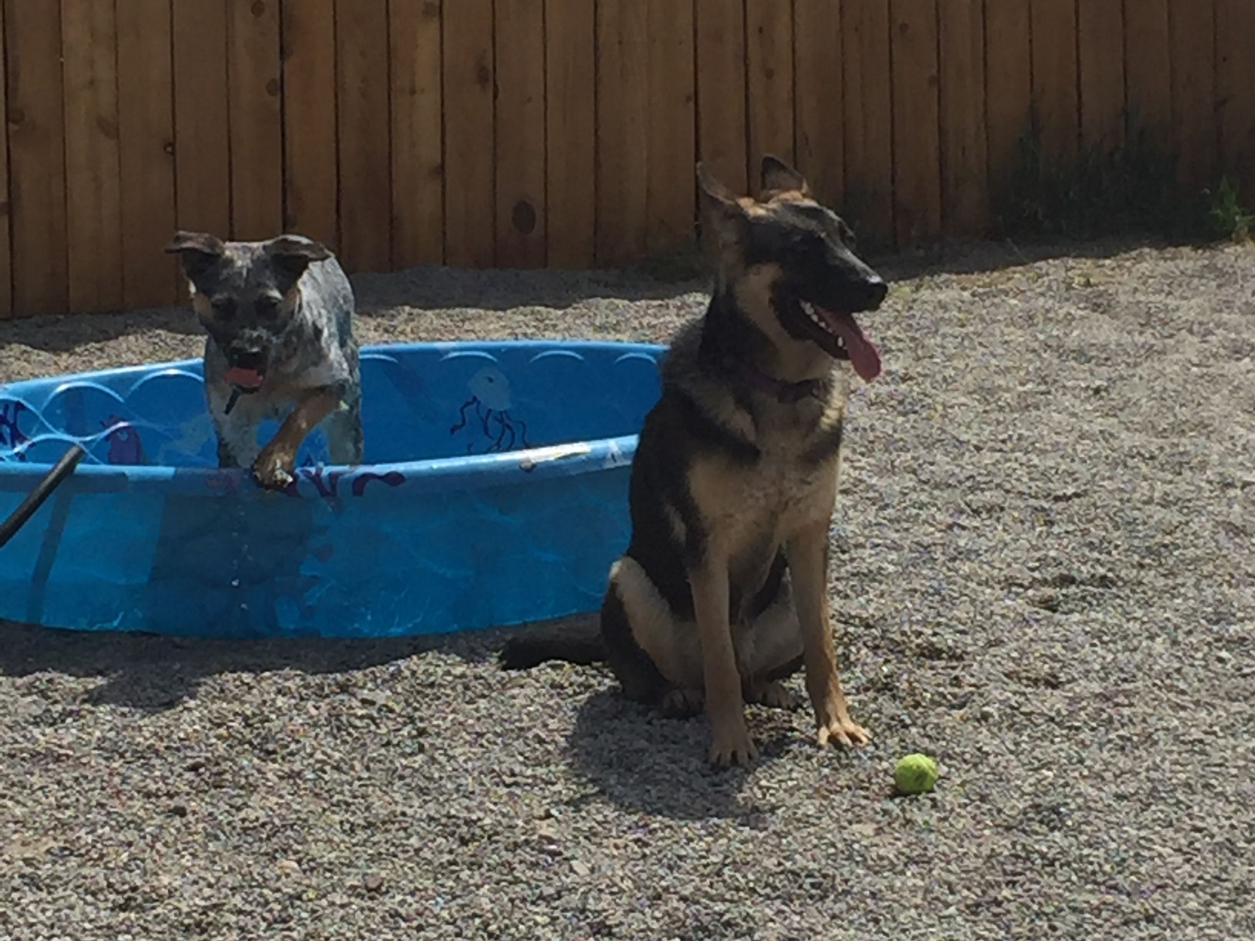 Two pups cooling off around the kiddie pool on a warm day