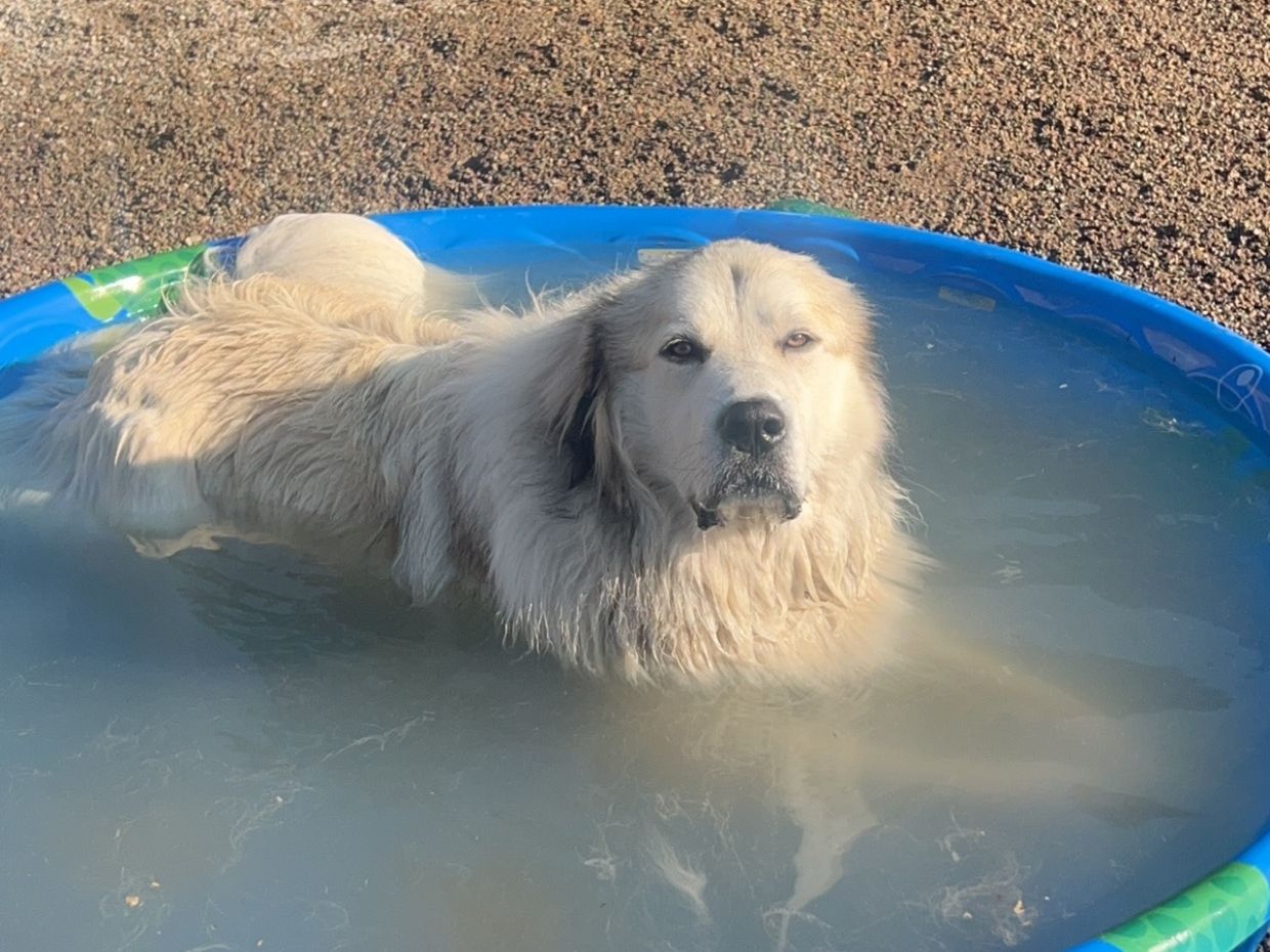Great Pyrenees relaxing in a pool of water