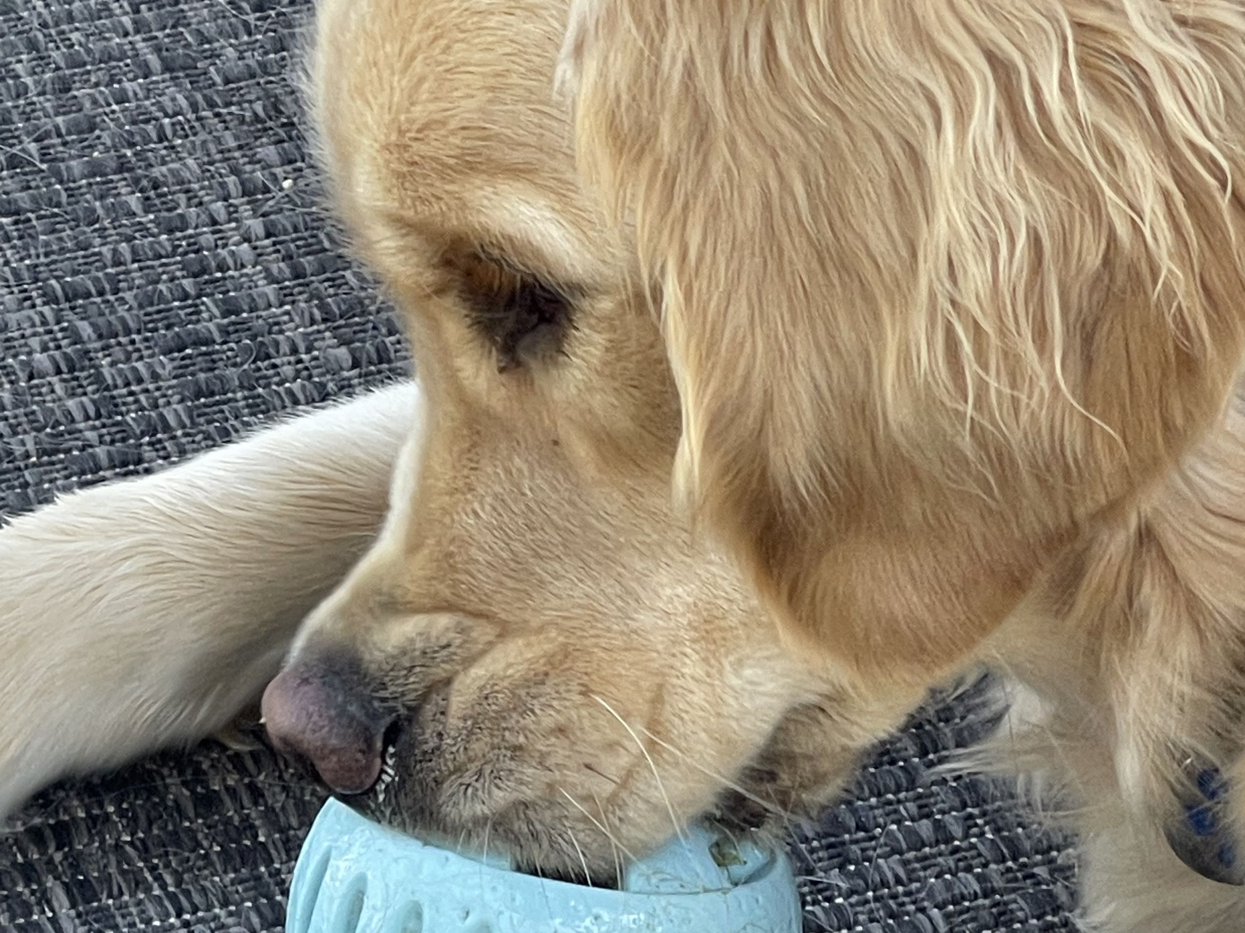 Golden retriever drinking from a blue water bowl