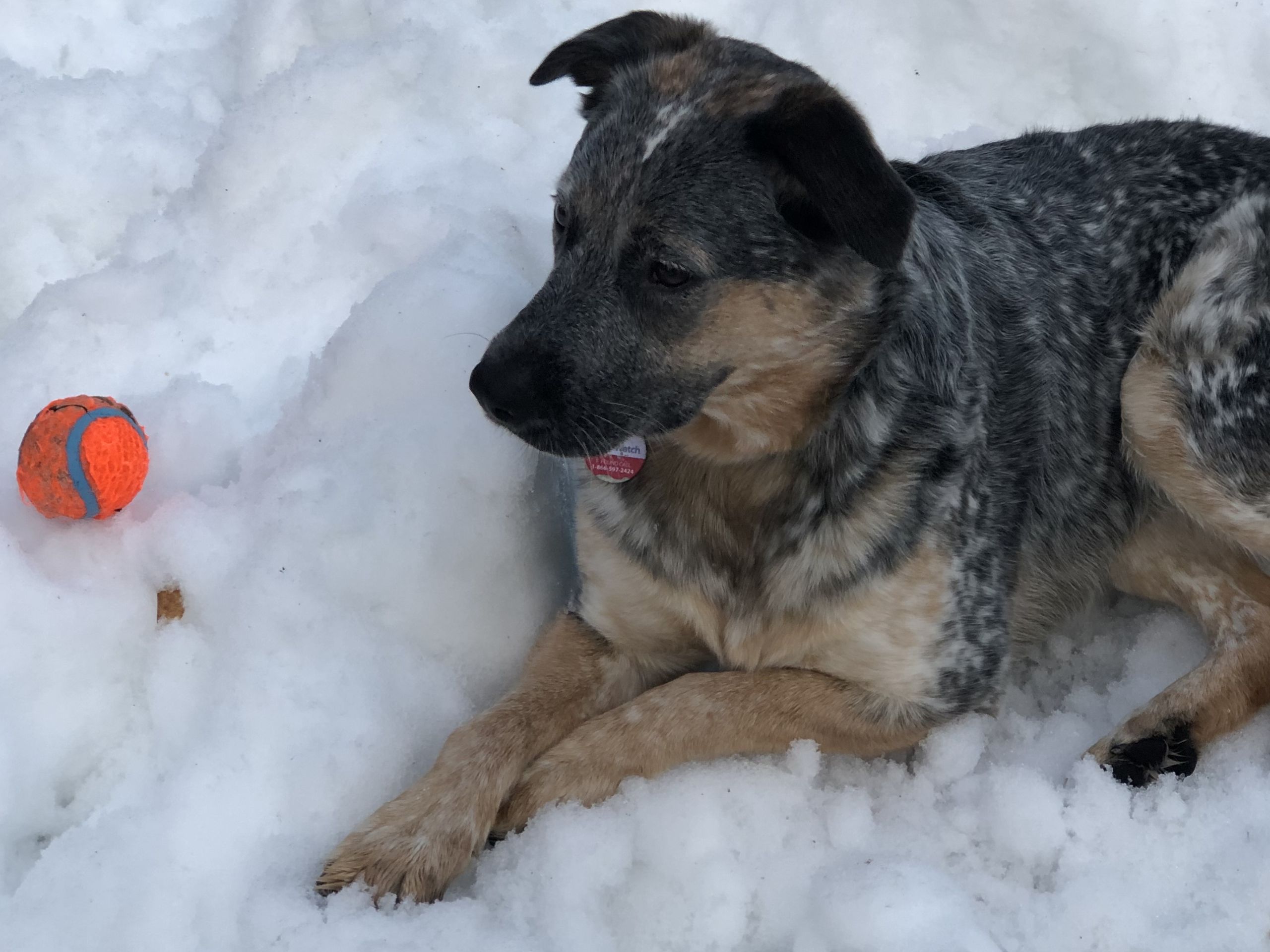 Snow-dusted heeler lying beside its orange ball