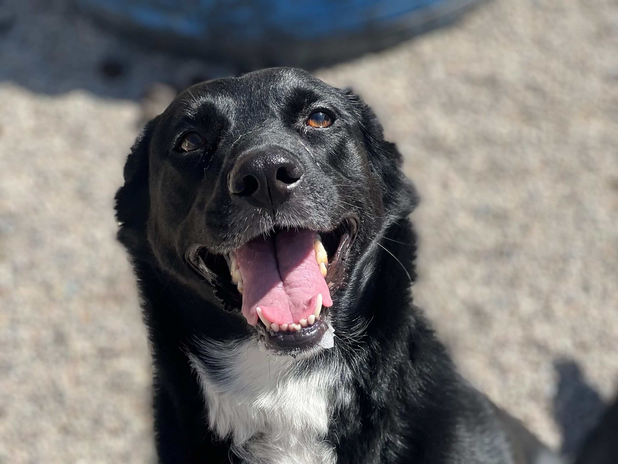 Smiling black and white dog sitting in the play yard