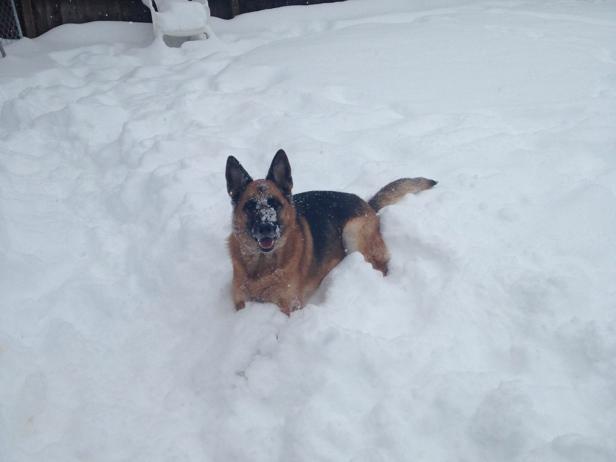 German Shepherd charging through fresh snow