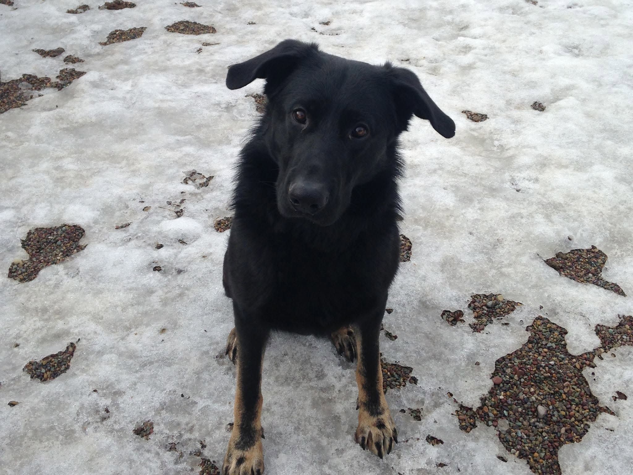 Black dog sitting in the snowy play yard