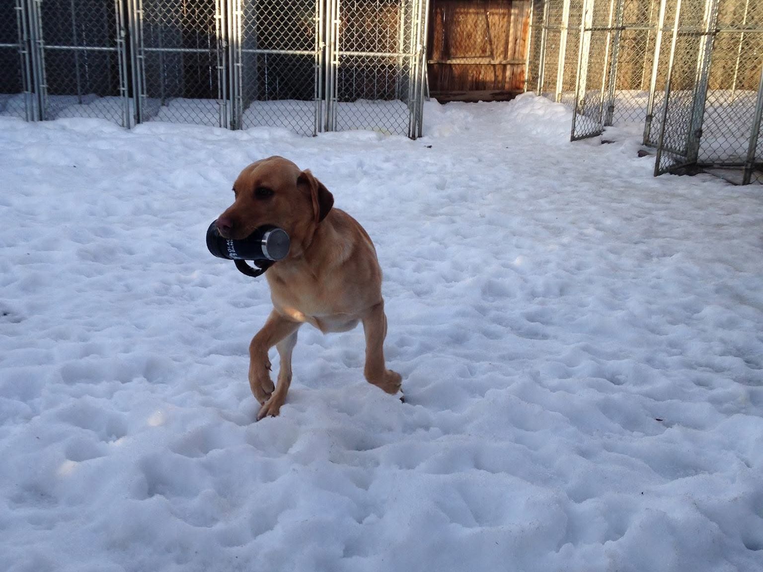 Dog prancing through snow with a favorite toy