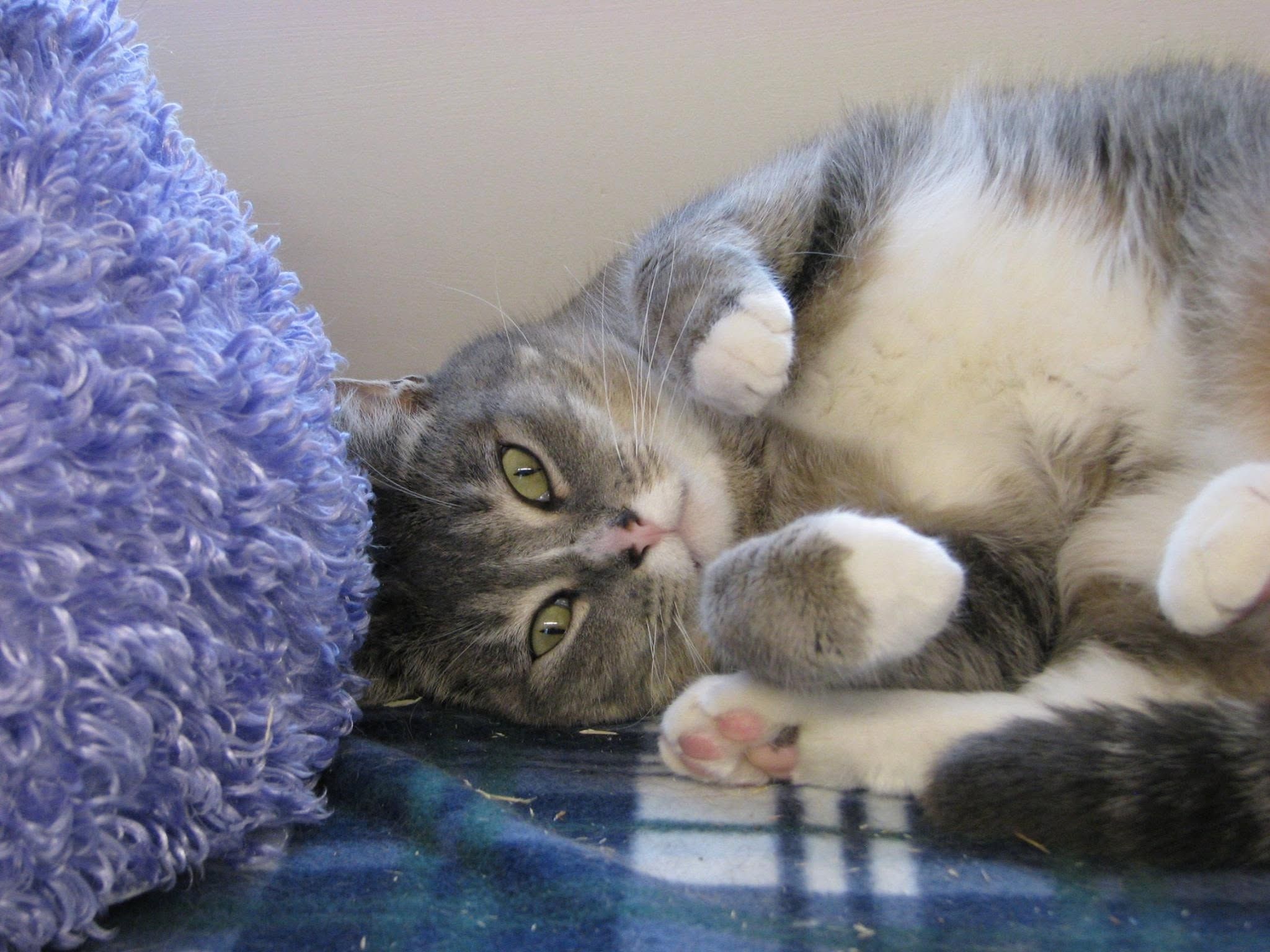 Gray and white cat lounging against a purple cushion