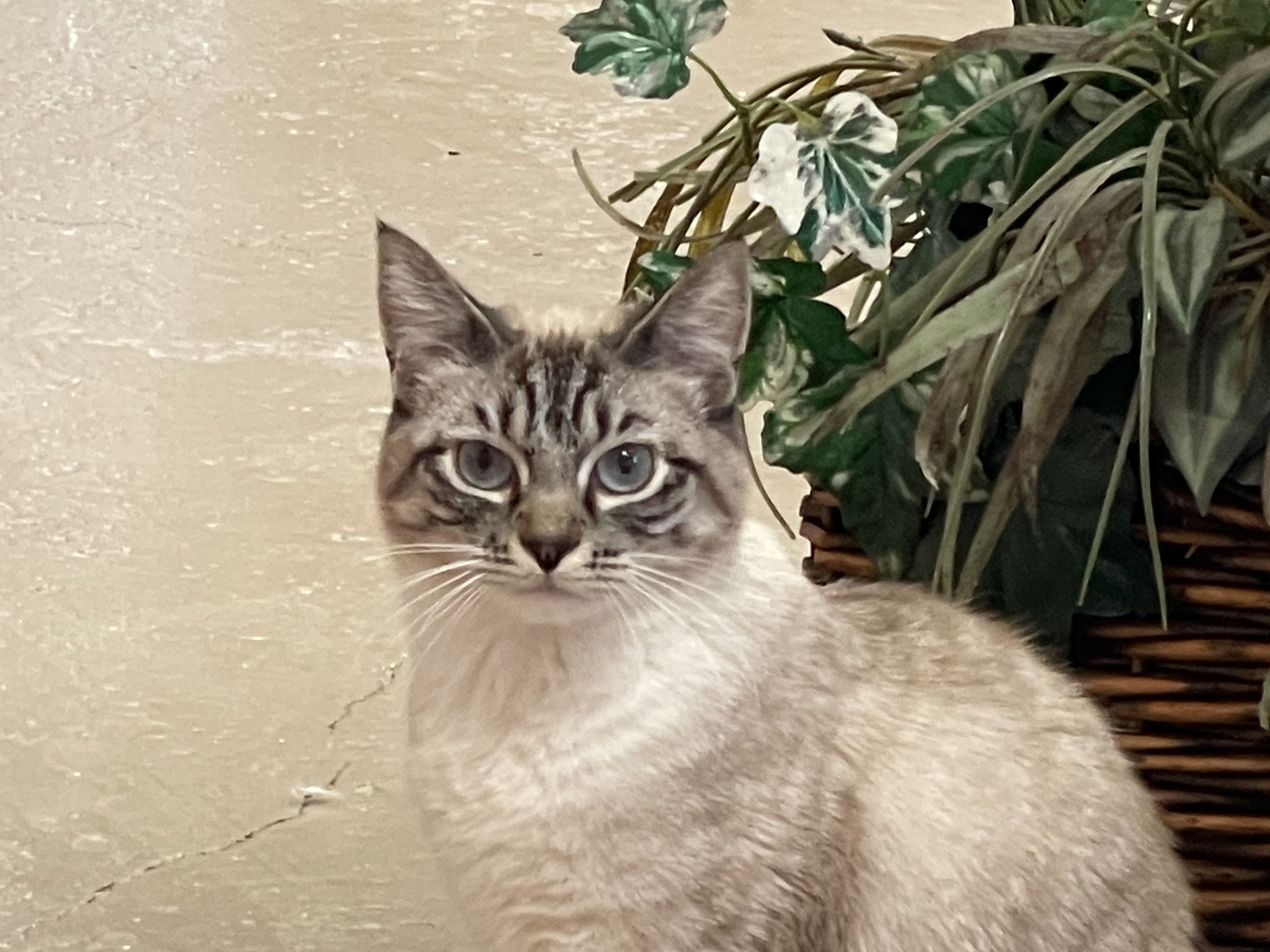 Siamese mix cat sitting tall next to a potted plant