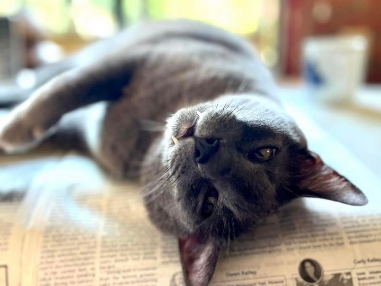 Cat rolling upside down on a spread of newspaper
