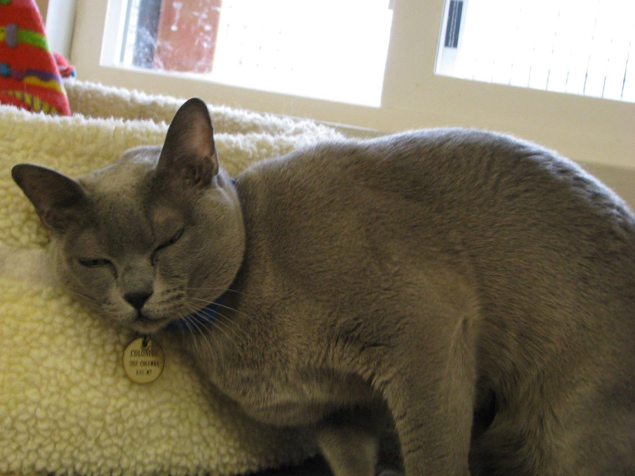 Sleepy gray cat resting on a bench in the sun