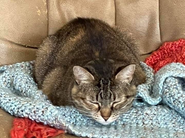 Tabby cat asleep on a knitted blanket