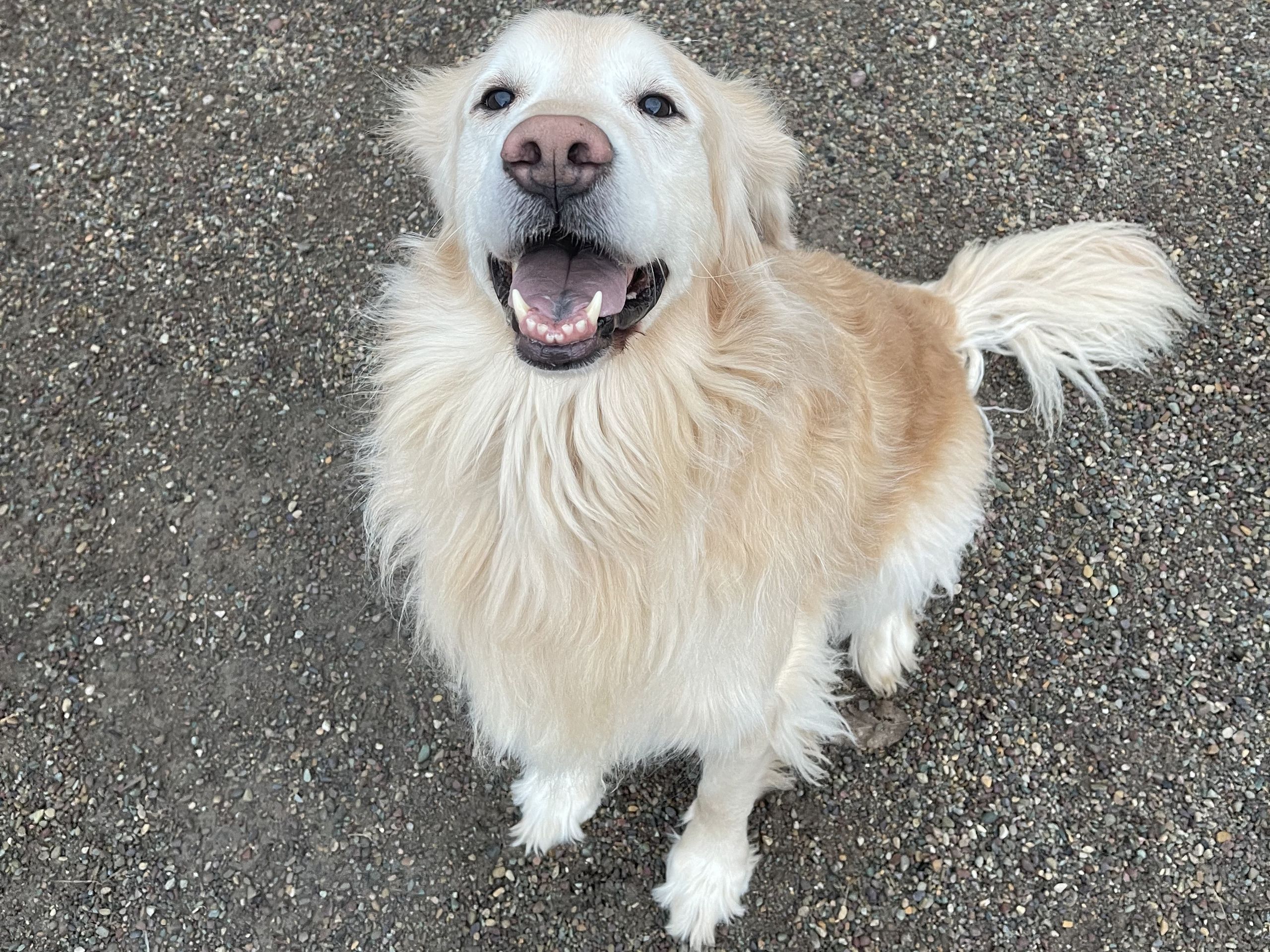 Fluffy golden retriever smiling on the pavement