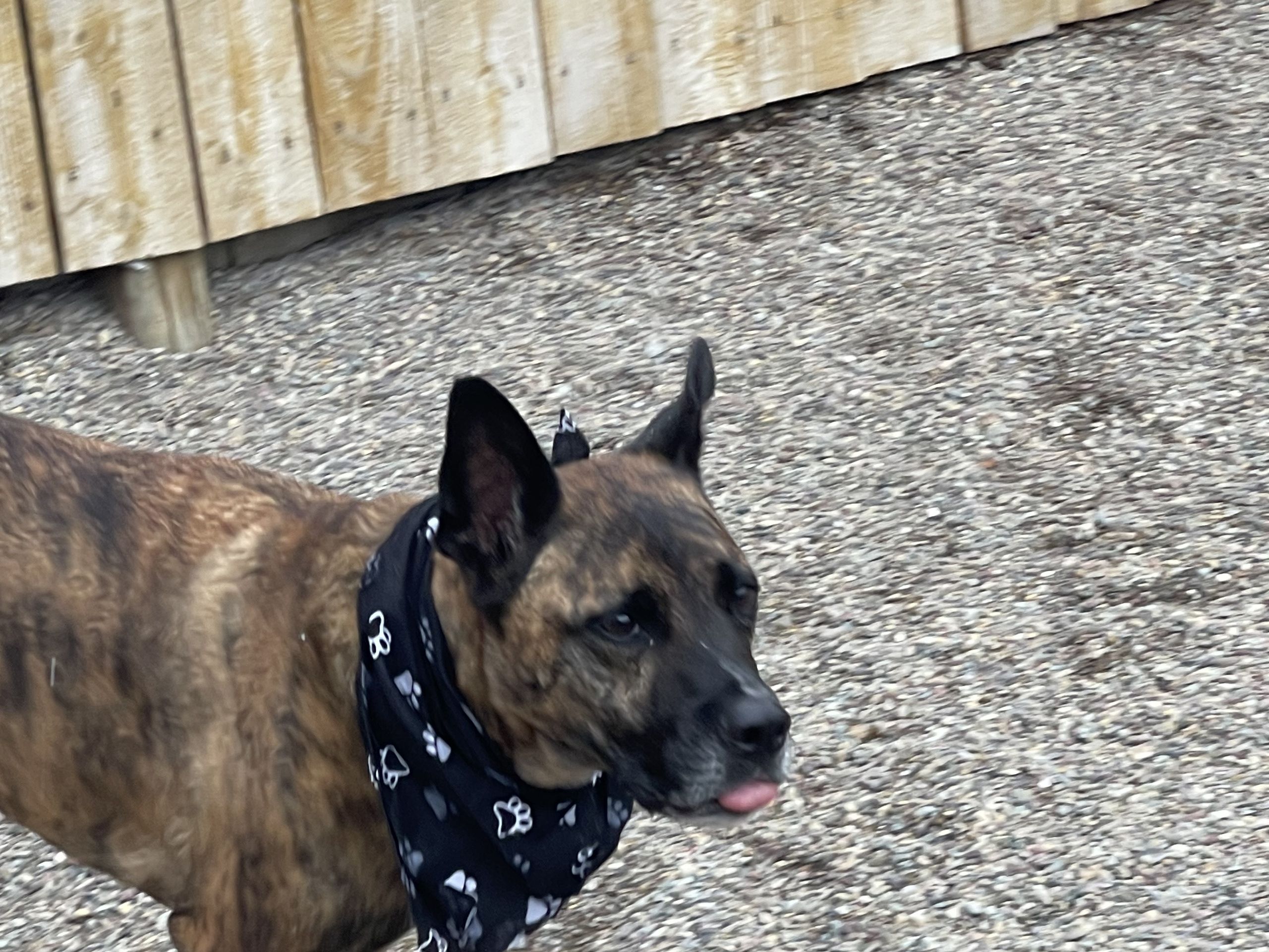 Brindle dog in its bandana pausing for a portrait
