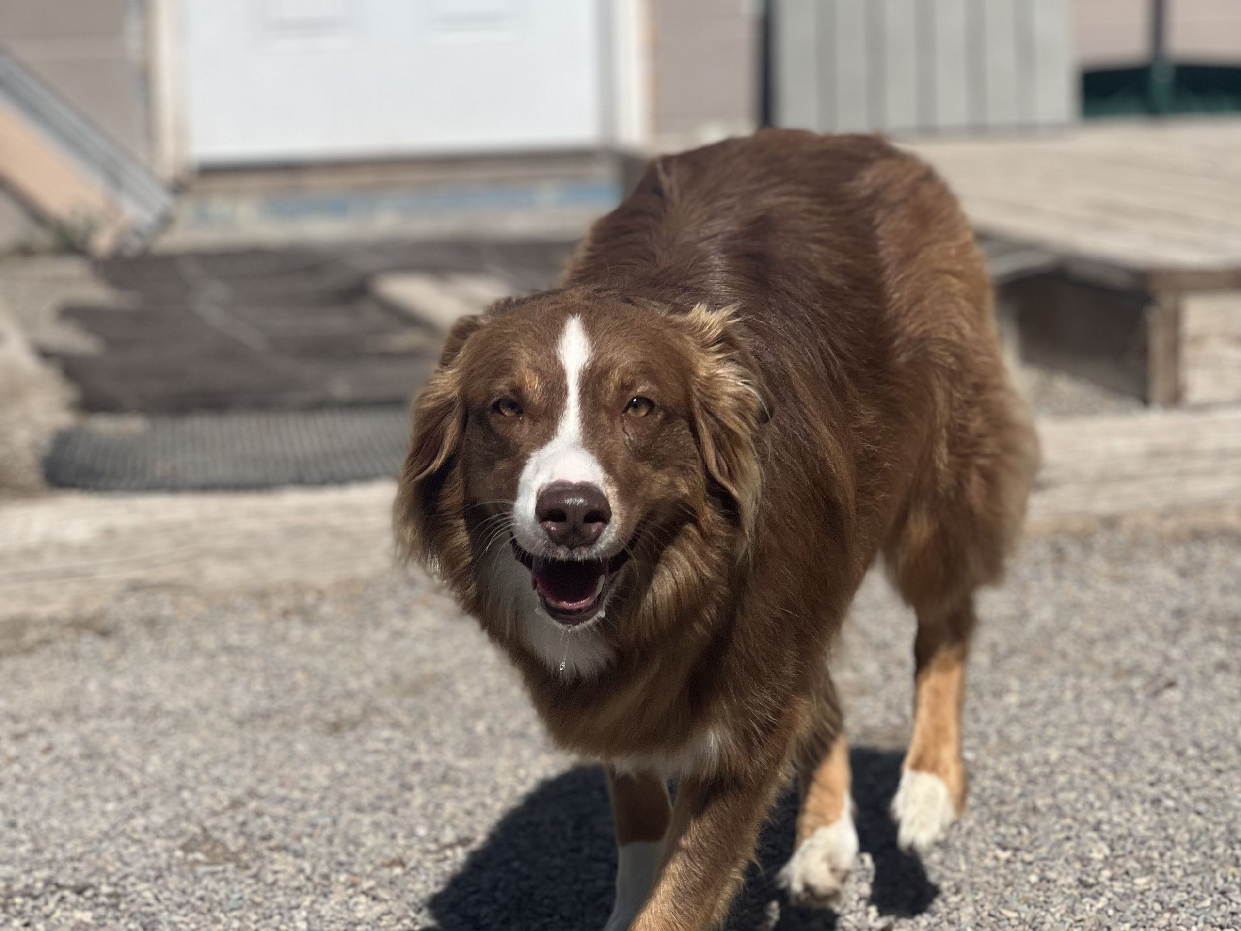 Brown Australian shepherd trotting toward the camera