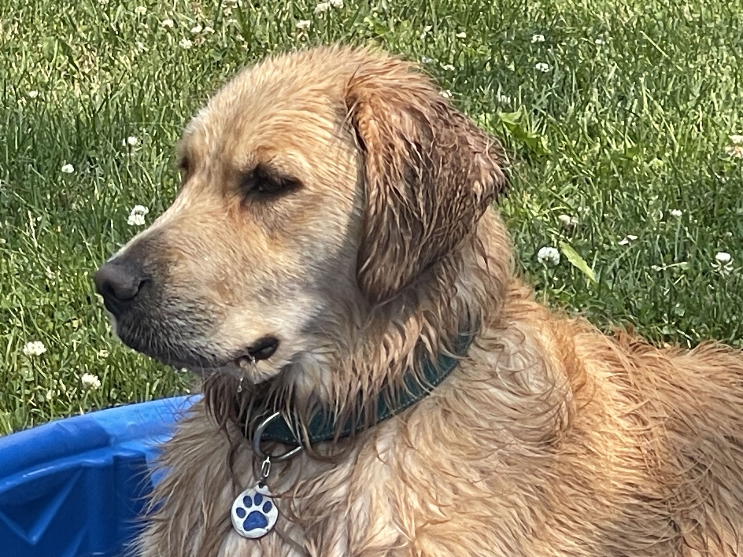 Wet golden retriever standing in the grass