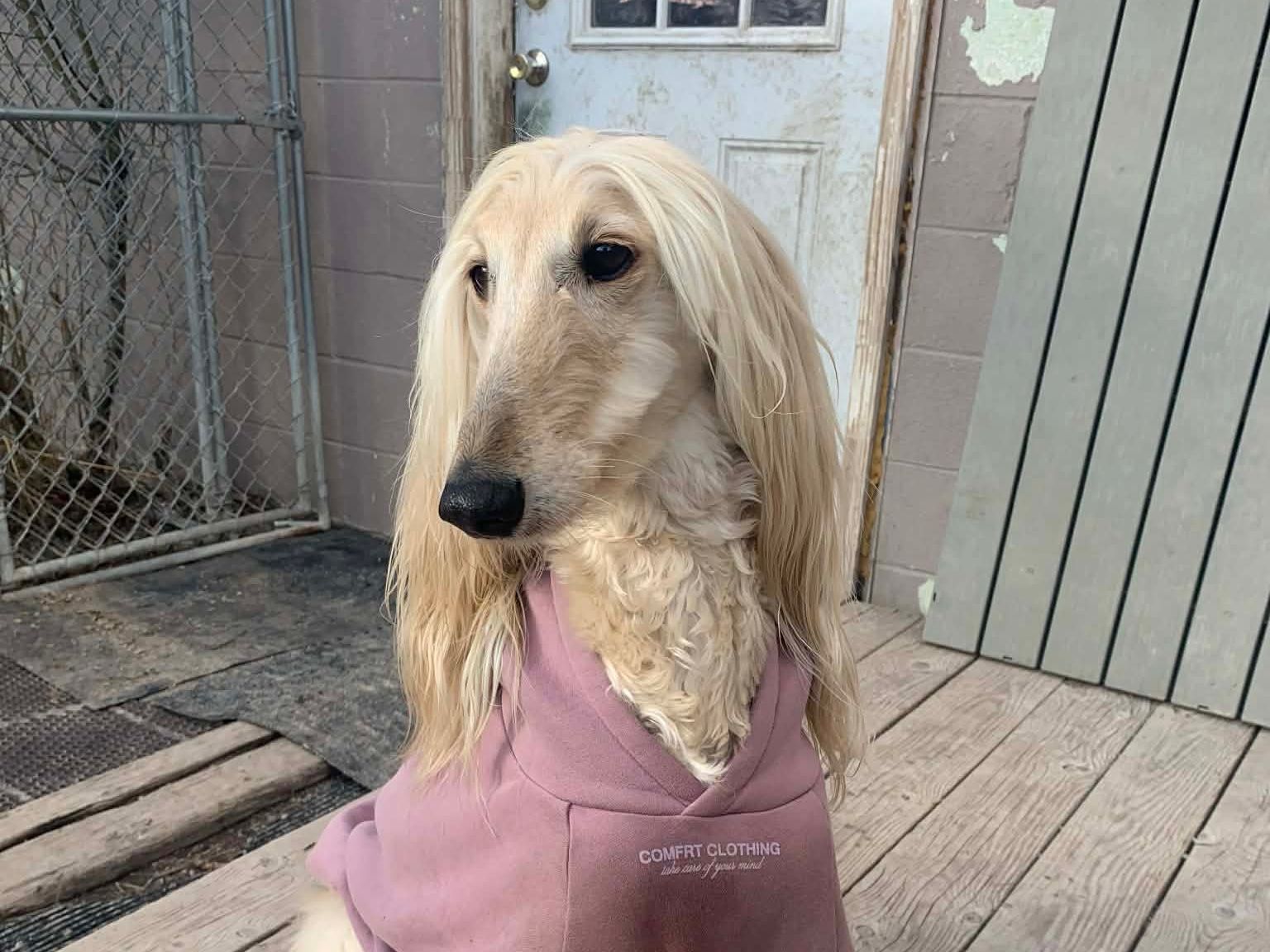 Afghan hound in a pink sweater on the porch