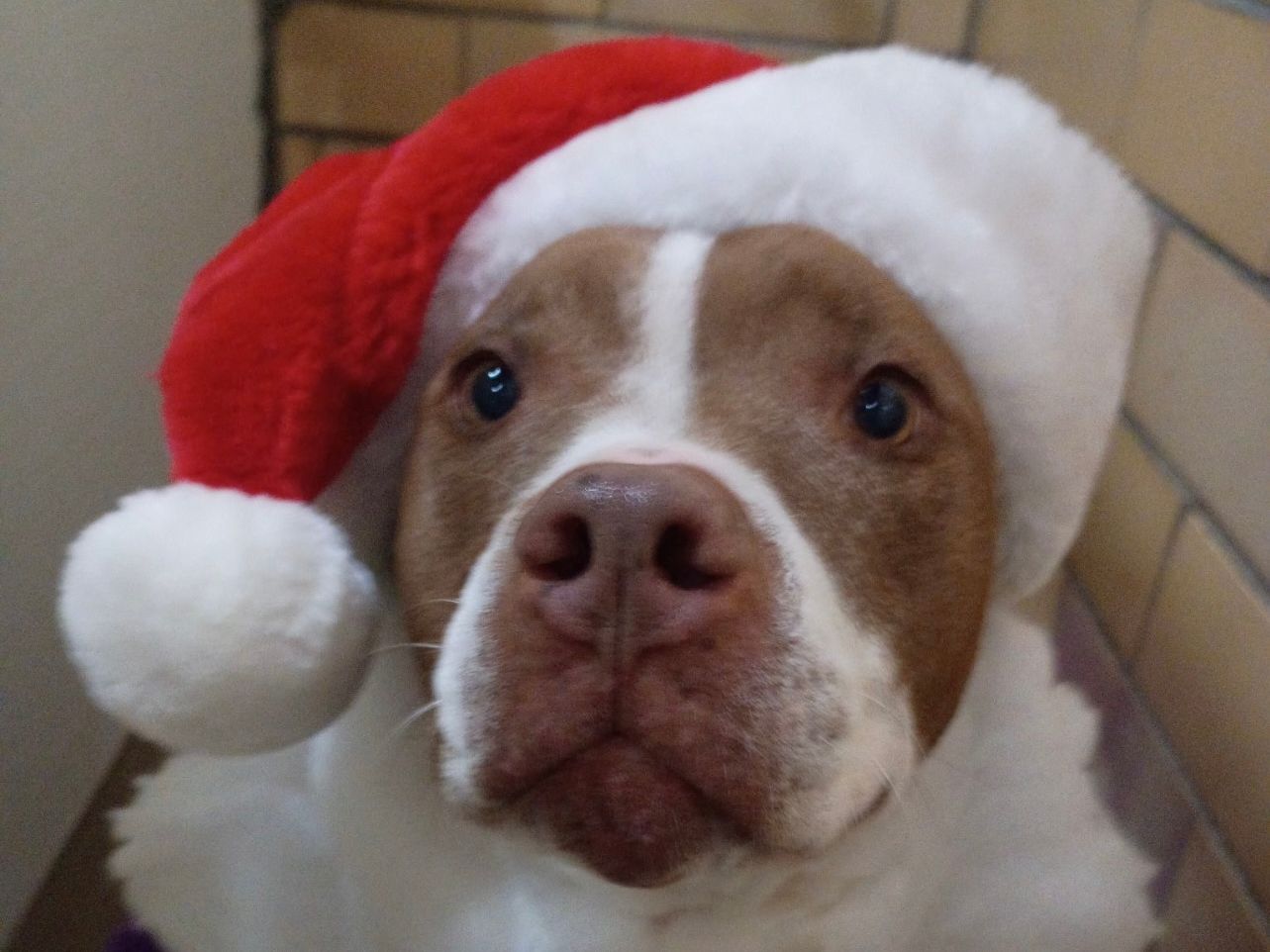 Dog in a Santa hat posing for the holidays