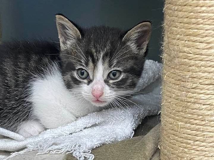 Dark tabby kitten peeking over a blanket