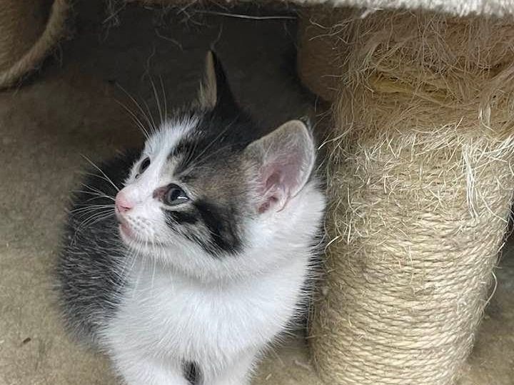 Black and white kitten with bright blue eyes