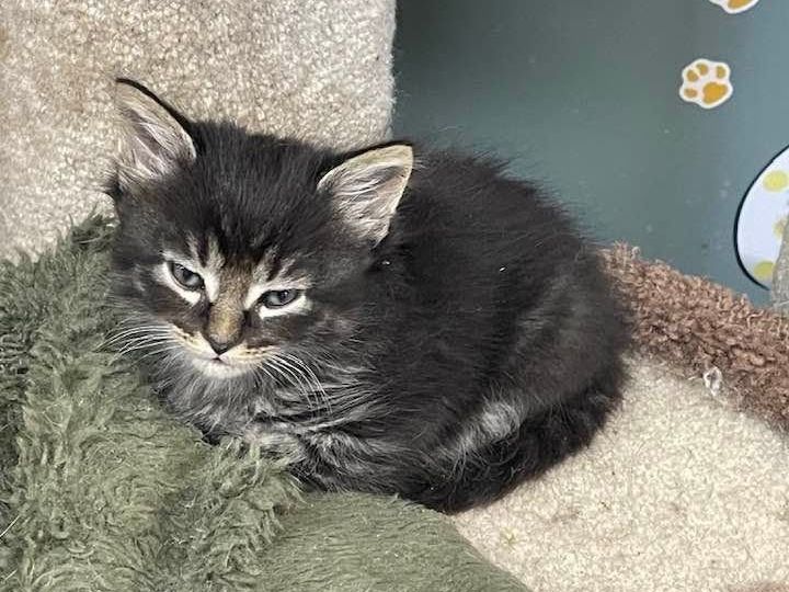 Long-haired kitten cuddled into a fleece bed