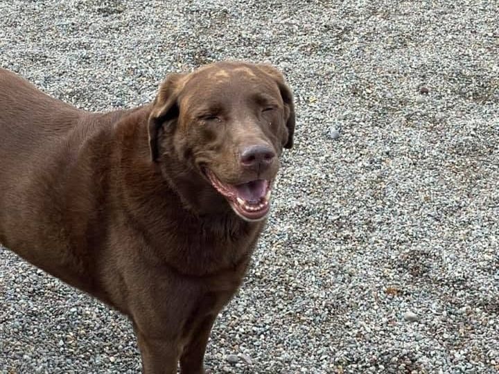 Chocolate Labrador beaming at the camera outdoors