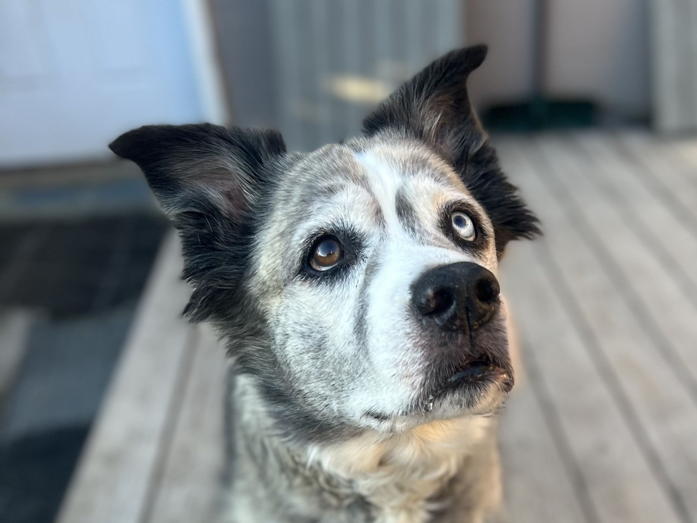 Senior Australian shepherd resting on the porch boards