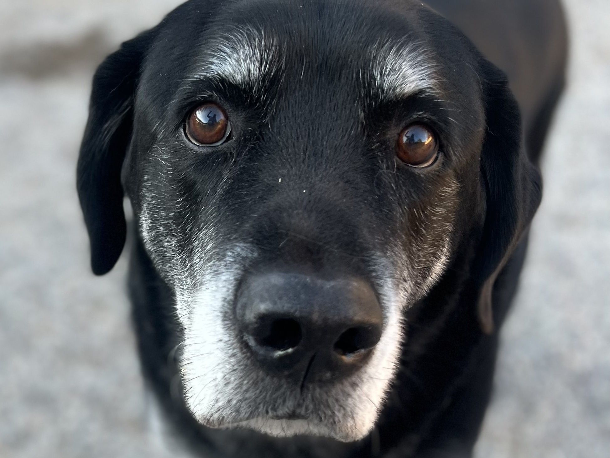 Gray-muzzled black Labrador looking into the camera