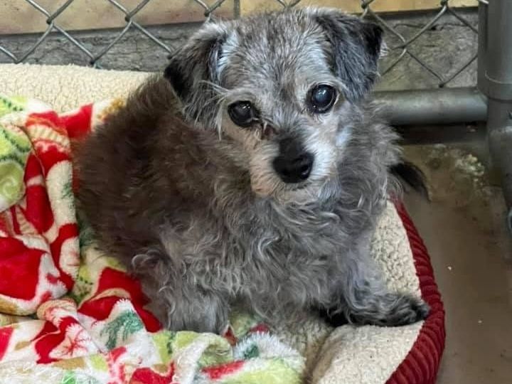Small scruffy senior dog wrapped in a holiday blanket