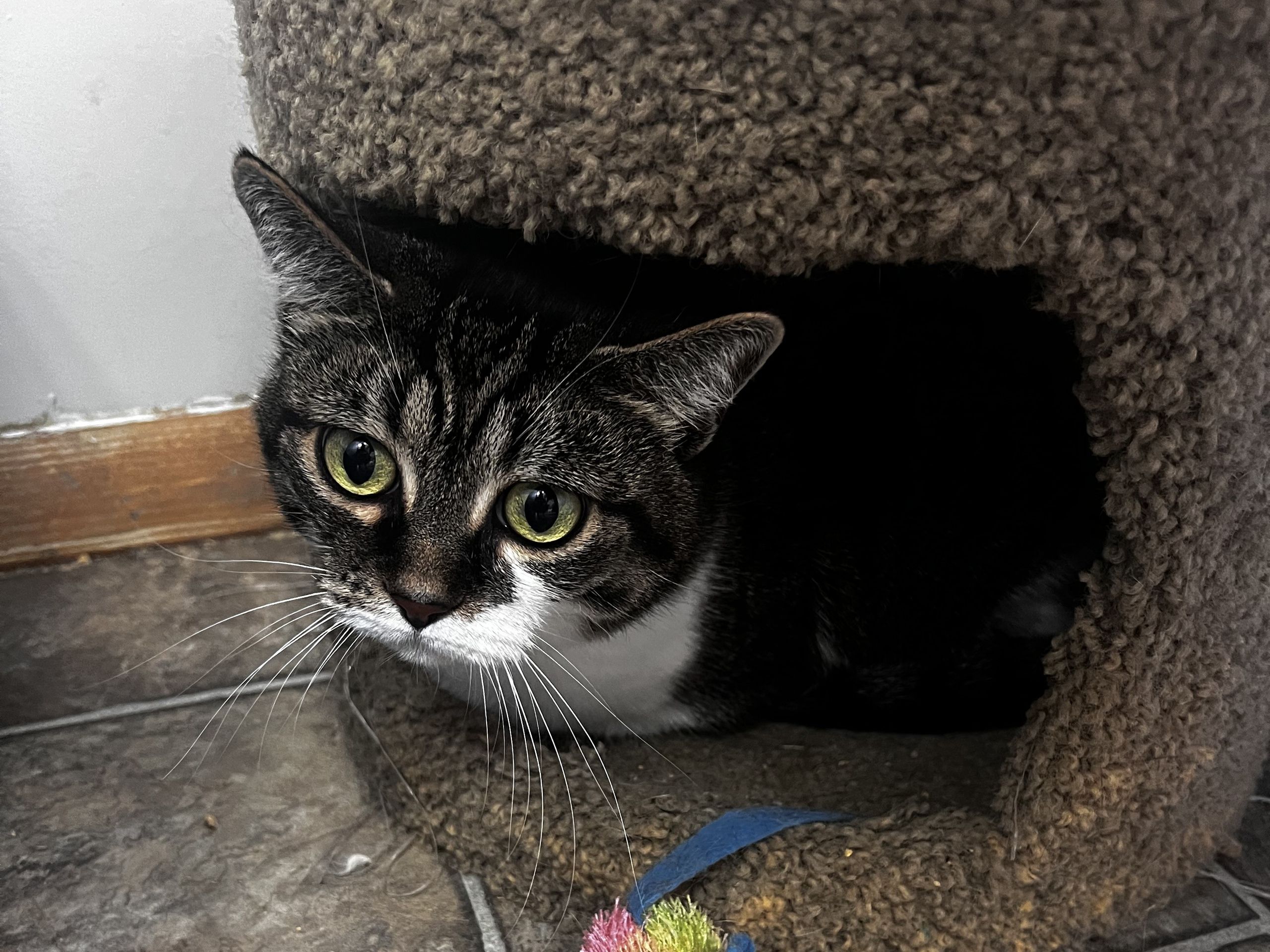 Tabby cat tucked into a carpeted hideout in the cat room