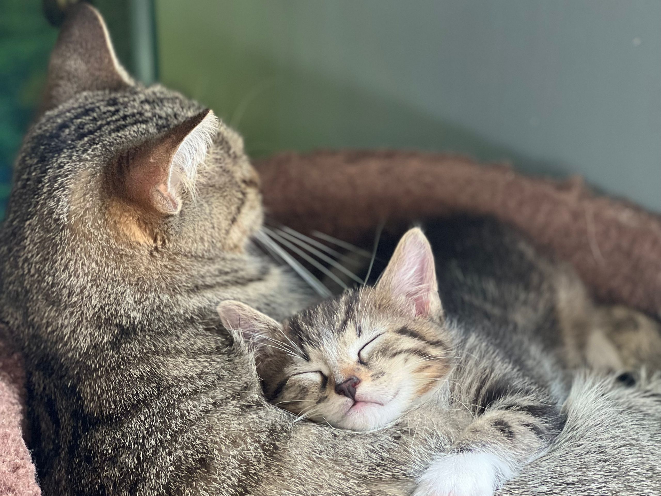 Adult cat and kitten napping together in a cat bed