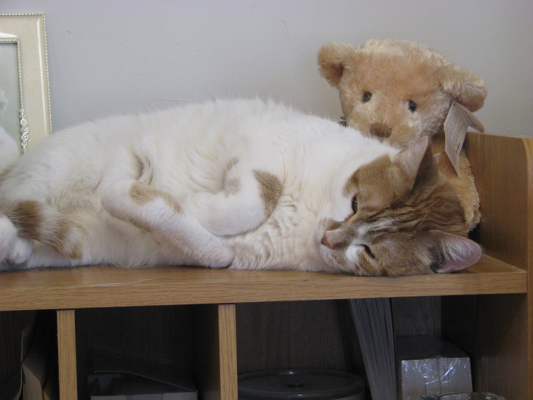 Two cats sharing a shelf in the cat building