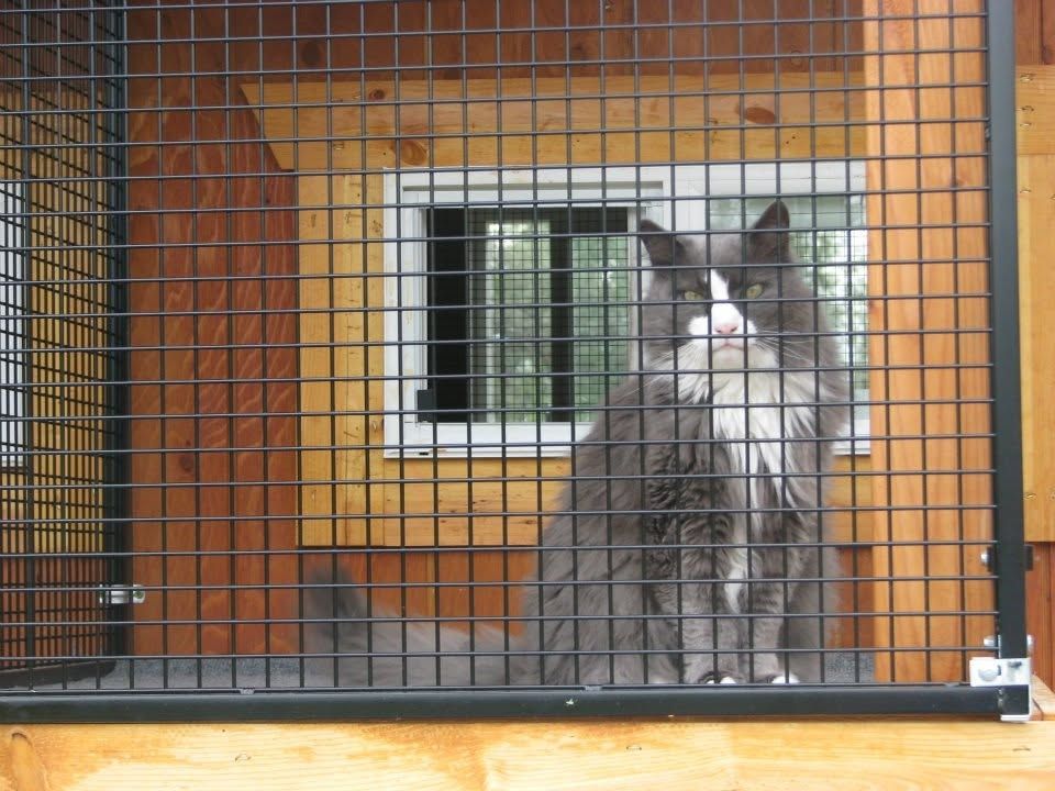 Fluffy gray cat sitting in its private window cage