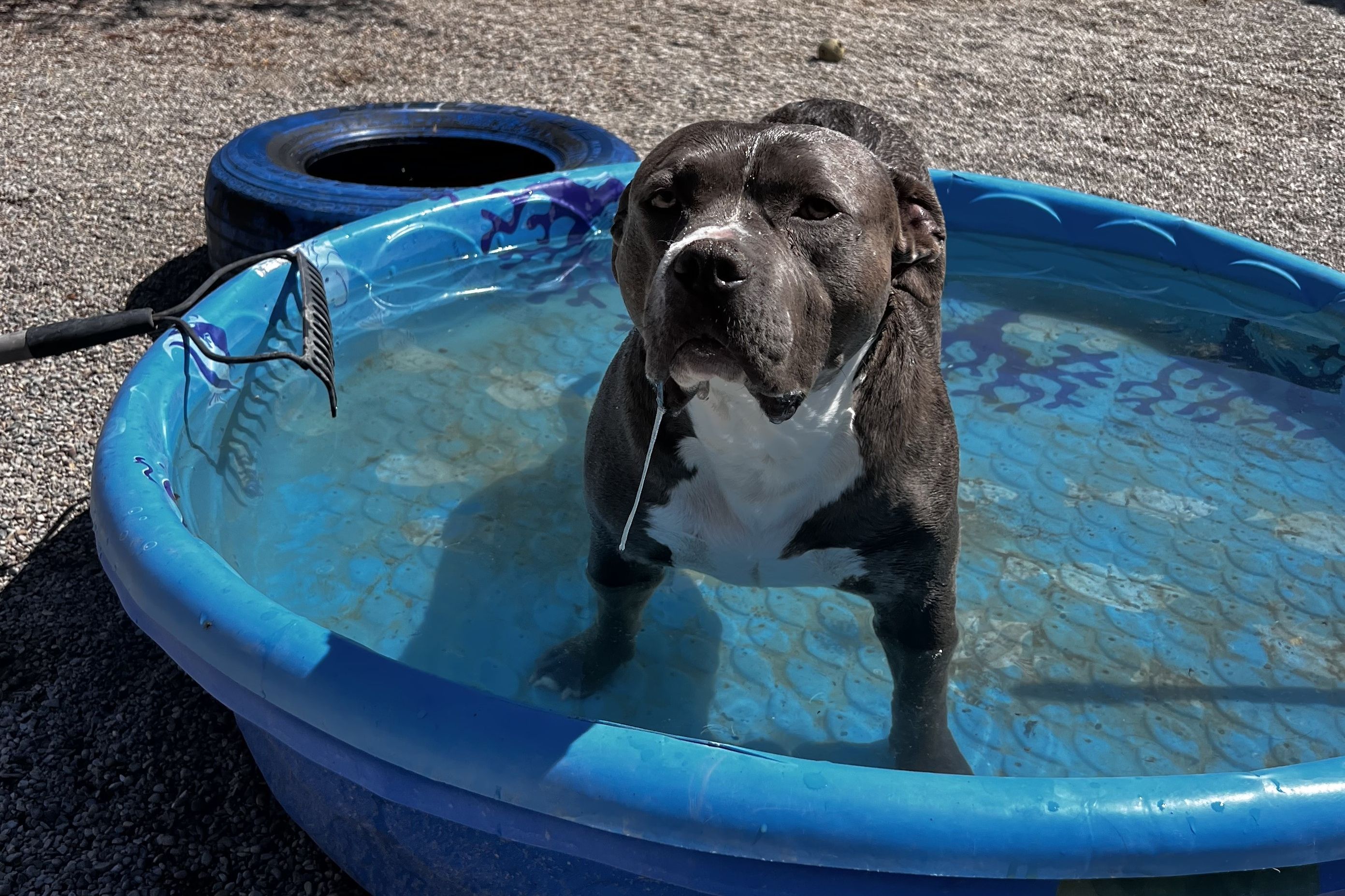 Gray pittie cooling off chest-deep in a blue kiddie pool in the play yard