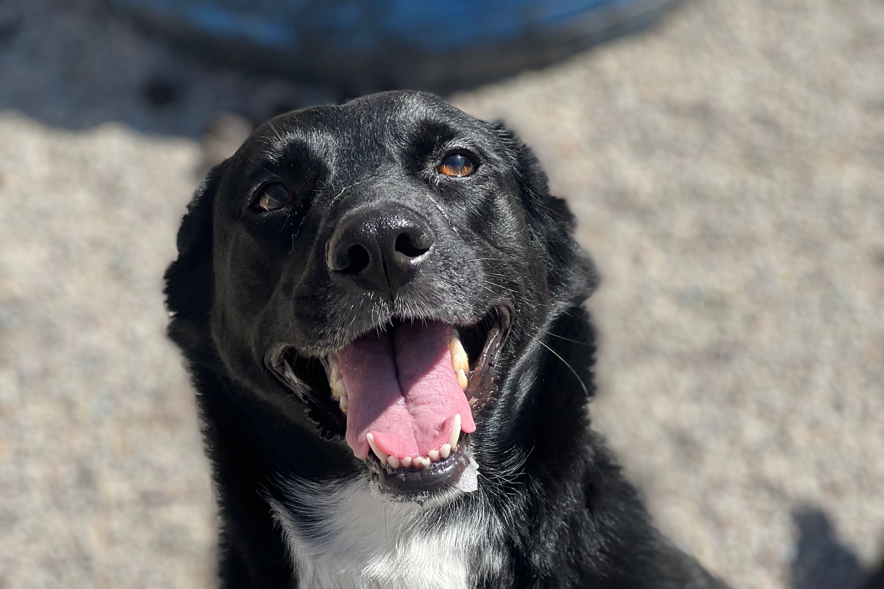 Smiling black lab mix sitting in the sunny gravel play yard