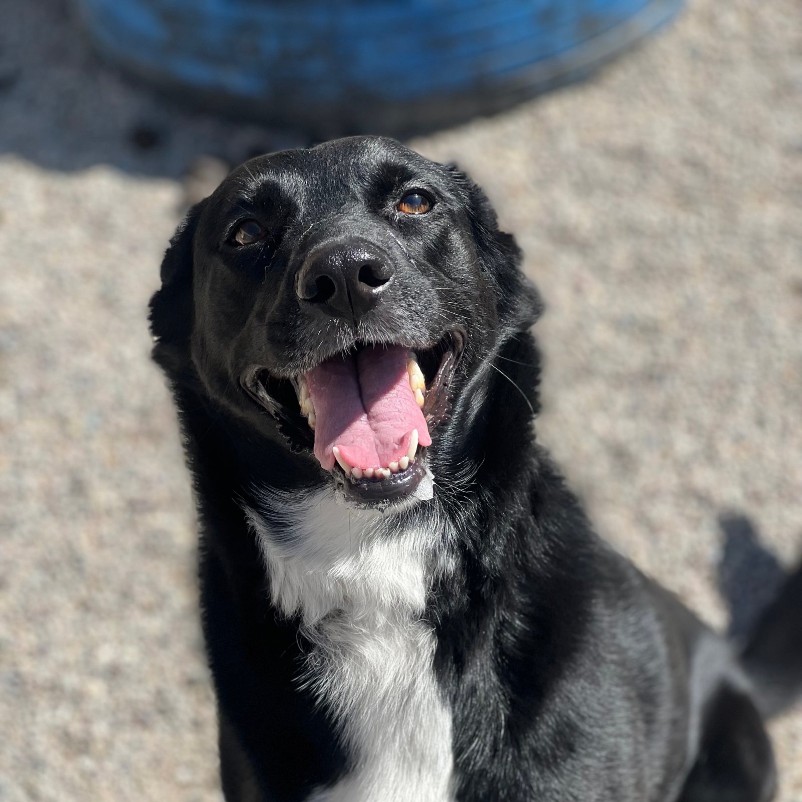 Smiling black and white dog sitting for the camera