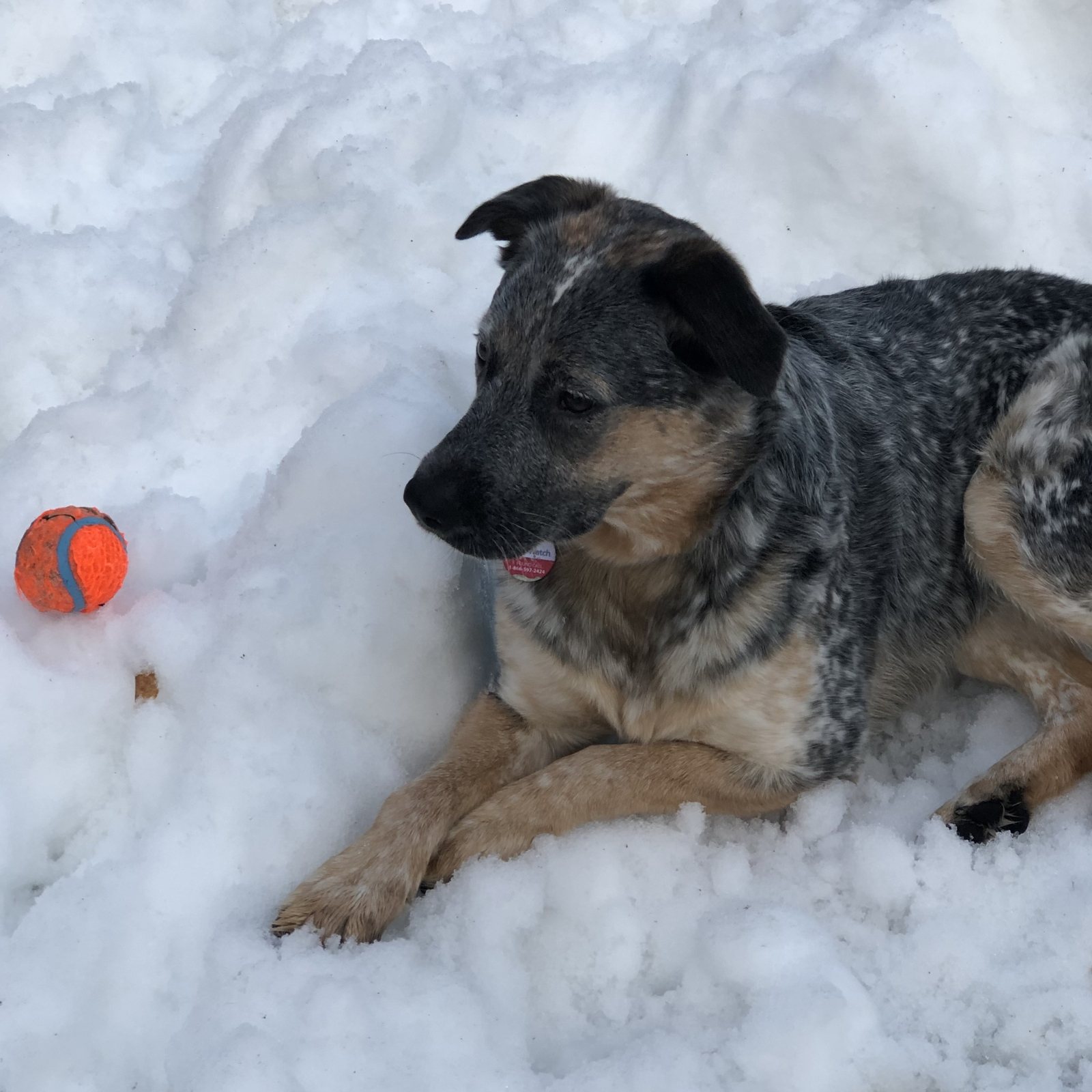 Snow-dusted heeler with an orange ball
